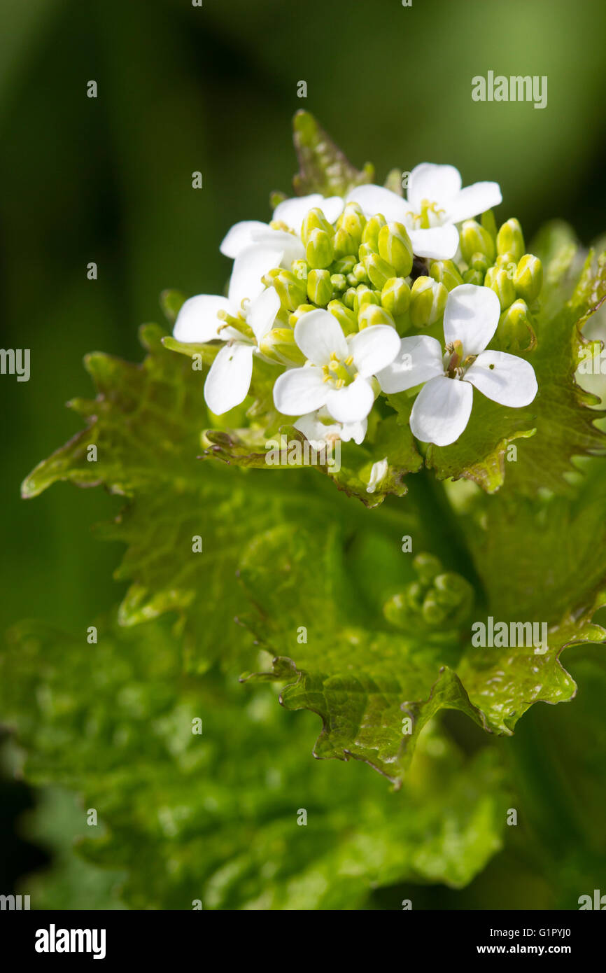 Jack von der Hecke oder Knoblauchsrauke, Alliaria Petiolata, ist ein UK Wildblumen und Foodplant für orange Tipp Schmetterlinge Stockfoto