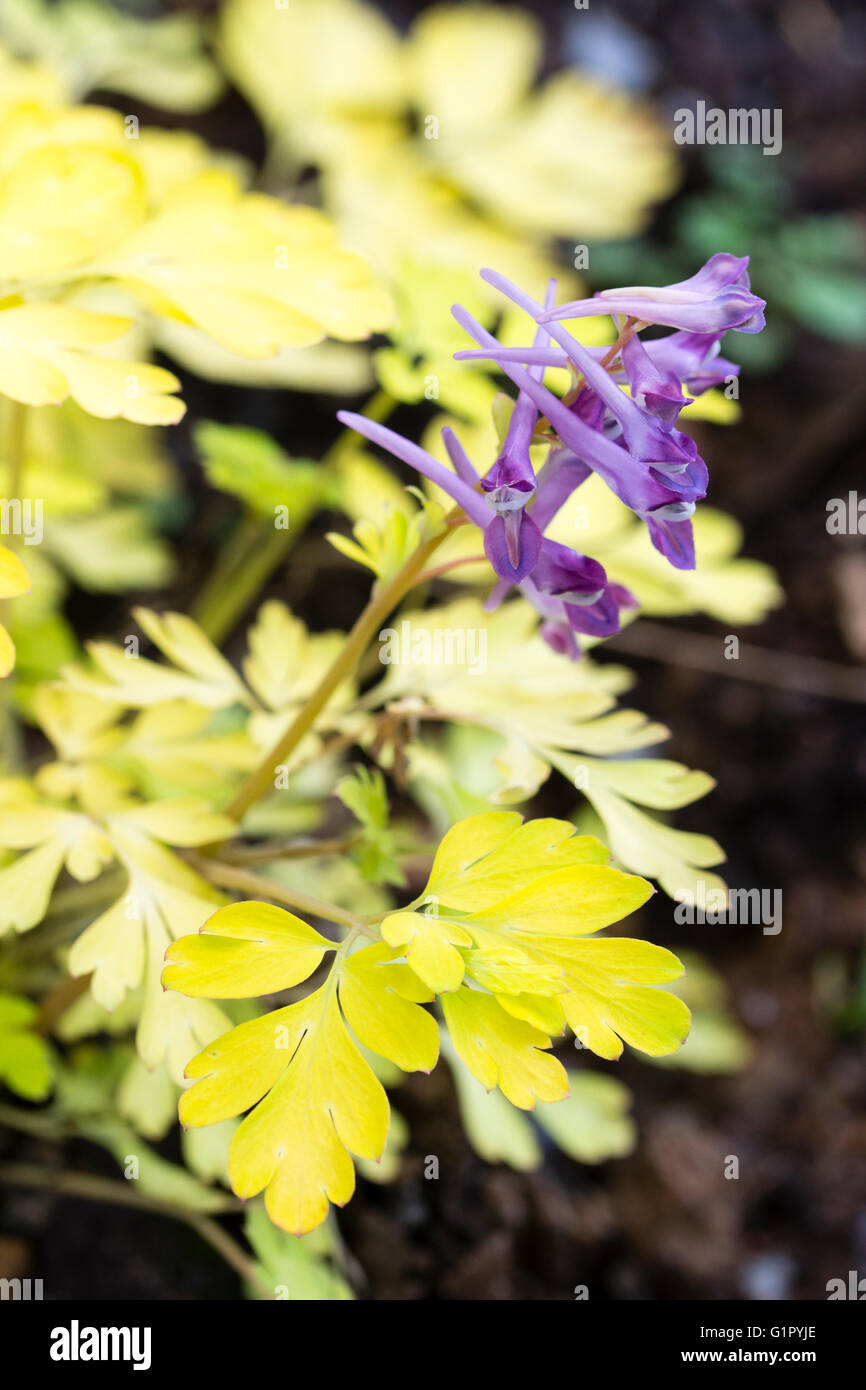 Lila Blumen Kontrast zu dem goldenen Laub des Waldes mehrjährige, Corydalis "Berry spannend" Stockfoto