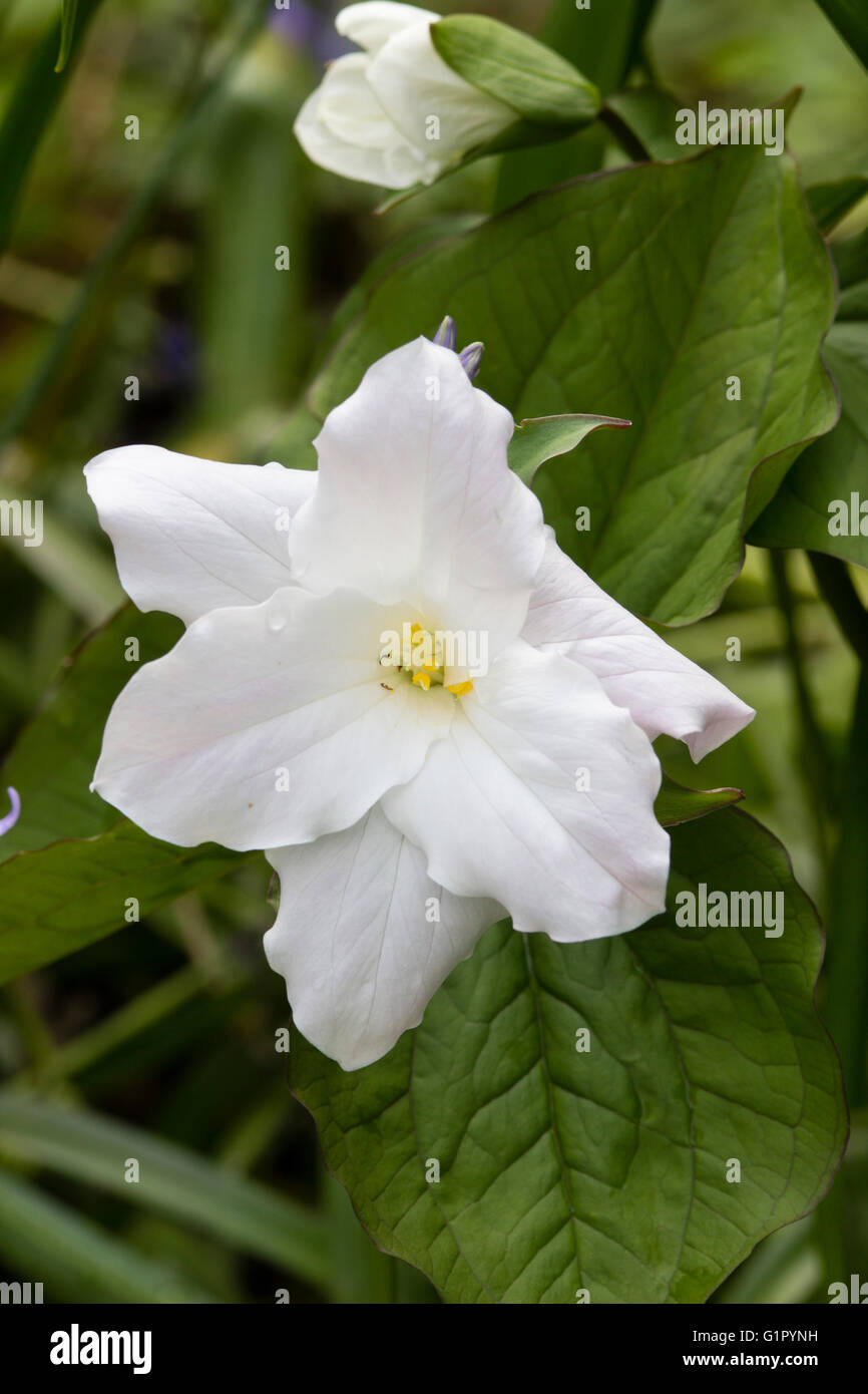 Weiße, gefüllte Blüte Wakerobin, Trillium Grandiflorum "Jenny Rhodes" Stockfoto