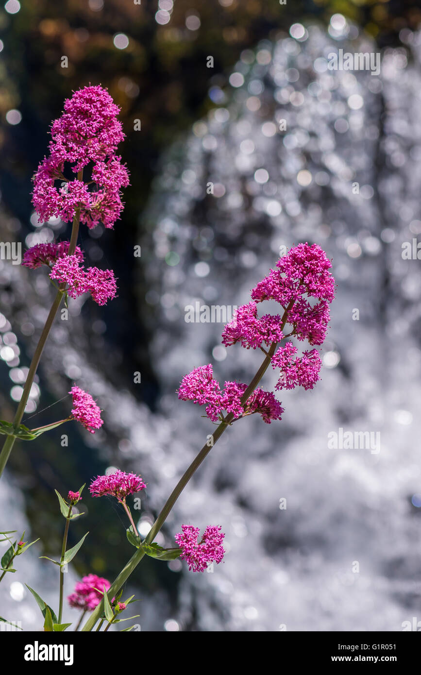 Centranthe rouge Stockfoto