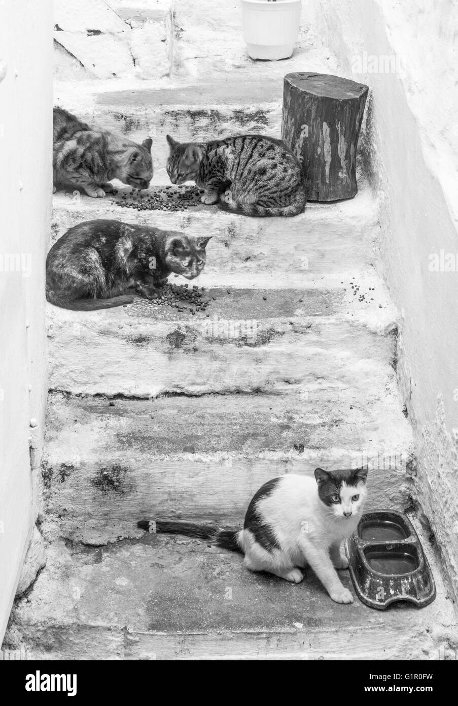 Griechische Katze Schwarzweiß Stockfotos Und Bilder Alamy