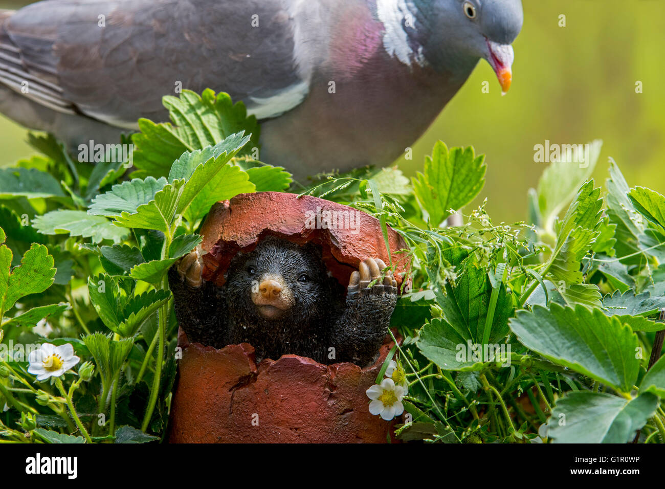 Figur Von Europaischen Stockfotos Figur Von Europaischen Bilder