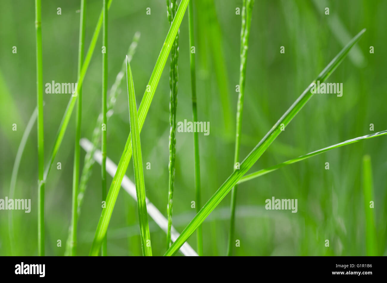 Closeup, frische grüne Grashalme Stockfoto