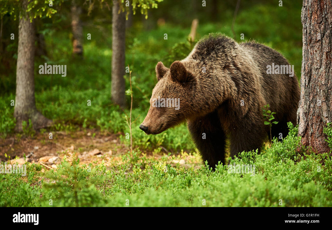Schöne und wilde Braunbären in der grünen finnischen taiga Stockfoto