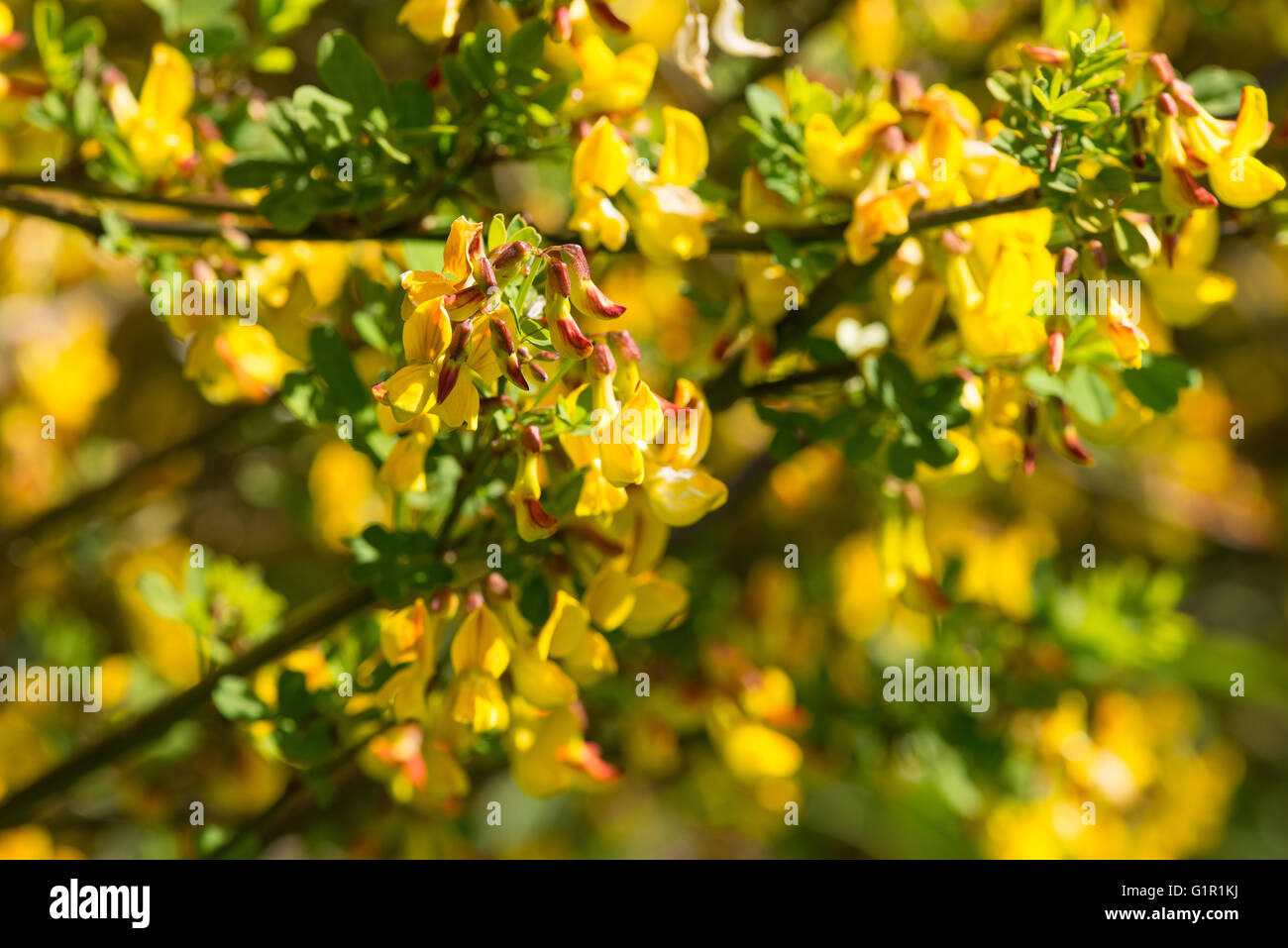 Goodia Lotifolia blühen und die Blumen des gelben Erbse Blütenstrauch Fabaceae goldene Spitze ähnlich wie Ginster Blüte Stockfoto