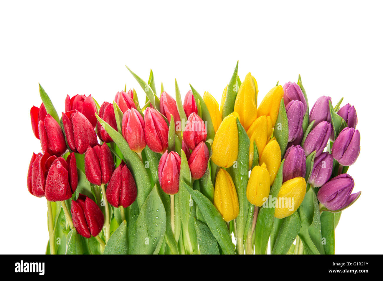 Frische Frühlingsluft Tulpen. Bunte Blumen mit Wasser Tropfen isolierten auf weißen Hintergrund Stockfoto