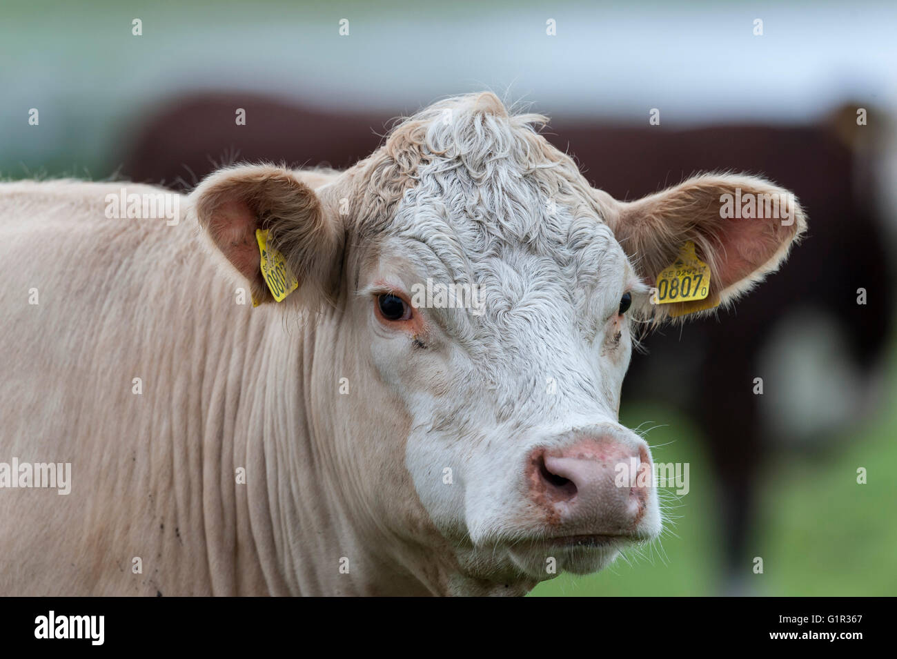 Kuh portrait Stockfoto