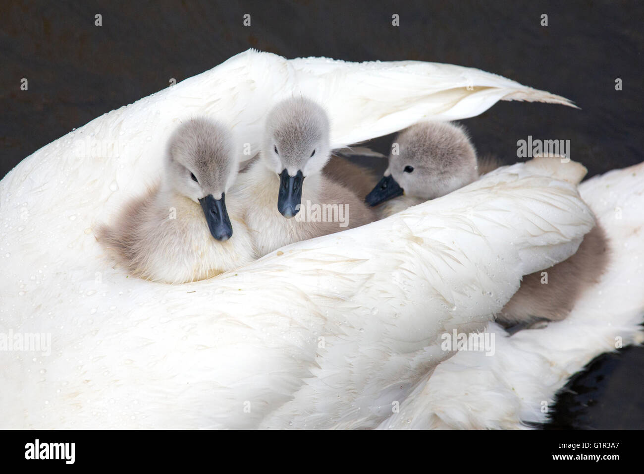 Stummer Swan Cygnus olar mit einer Familie frisch geschlüpfter Zygneten, die auf dem Rücken eines Erwachsenen reiten Stockfoto