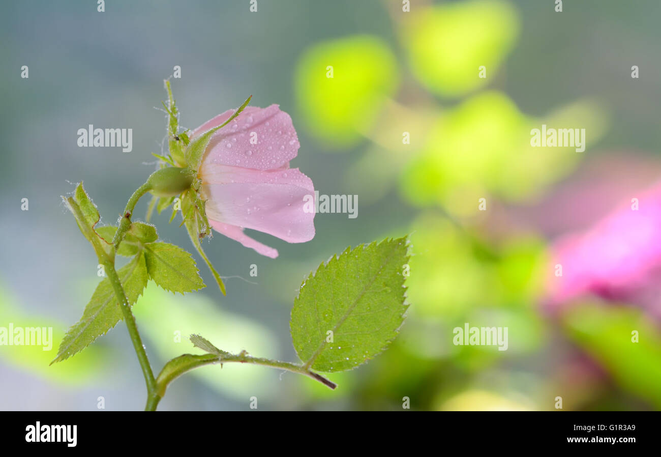 Nahaufnahme der Hundsrose, Rosa canina Stockfoto