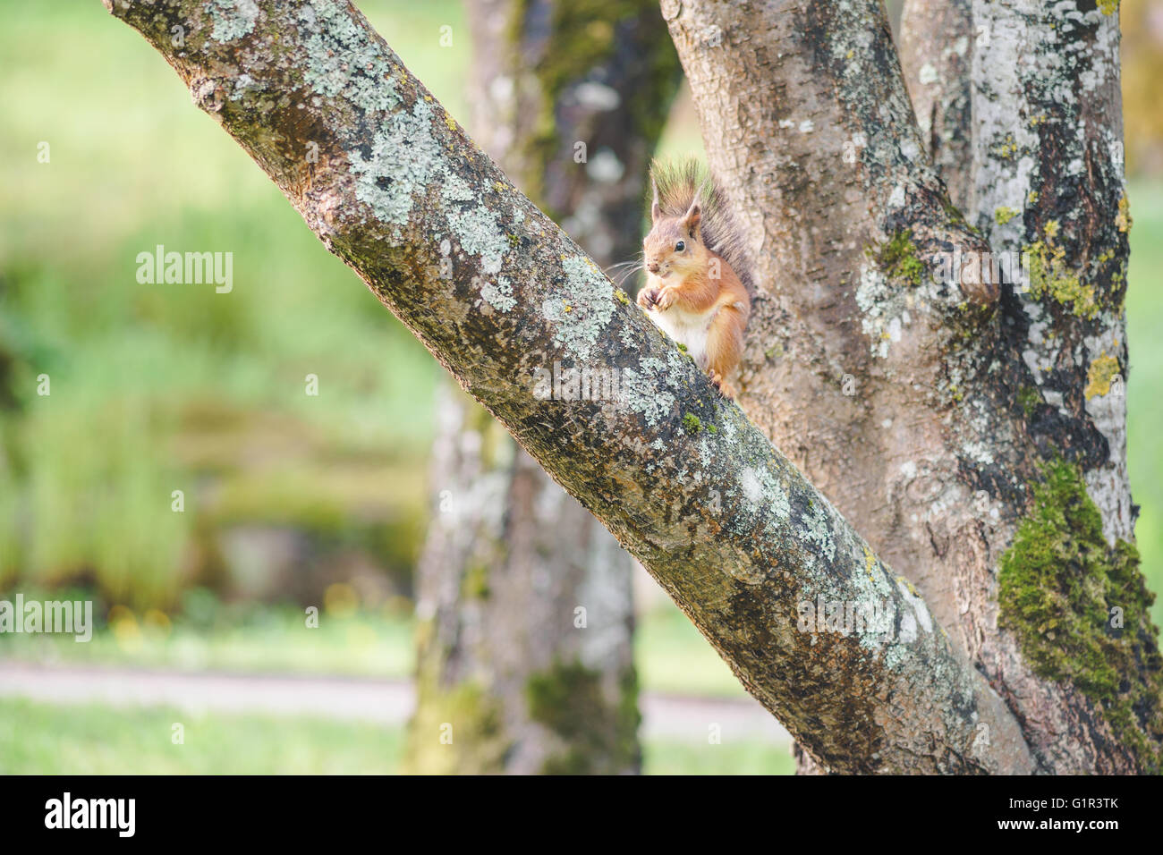 Eichhörnchen oder Sciurus Vulgaris sitzt auf Baumstamm und Mutter Essen Stockfoto