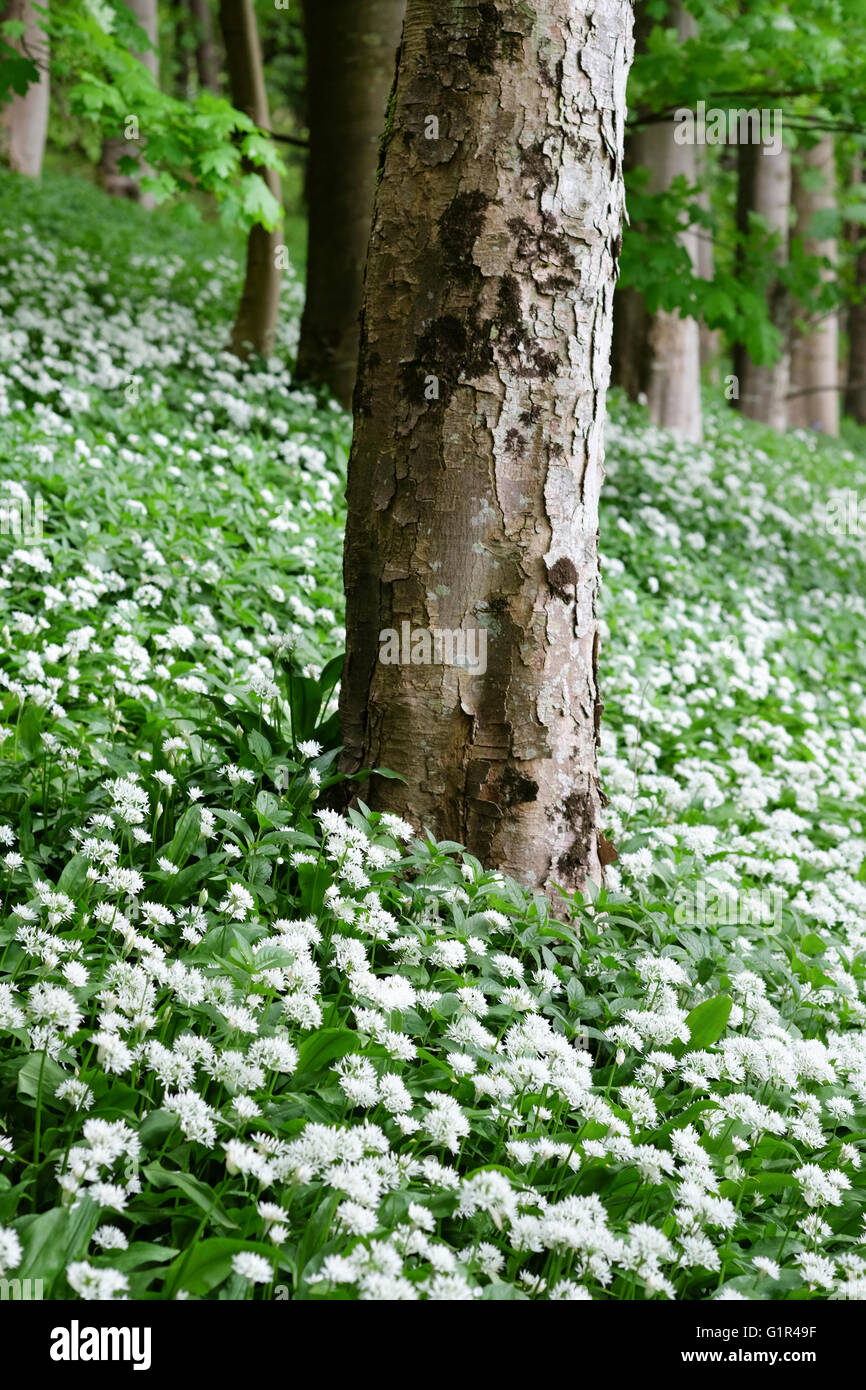 Bärlauch wächst um einen Baum in Cumbria Stockfoto