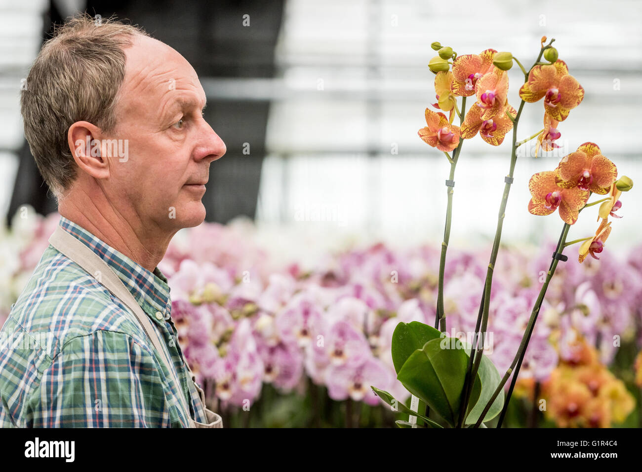 Jim Durrant, aus McBeans Orchideen in Cooksbridge, in der Nähe von Lewes, East Sussex, immer bereit für die nächste Woche auf der Chelsea Flower Show. Stockfoto