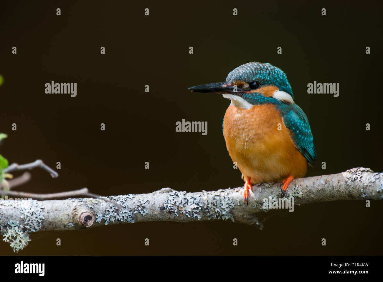 Eisvogel (Alcedo Atthis) thront auf Zweig, geringe Schärfentiefe. Stockfoto