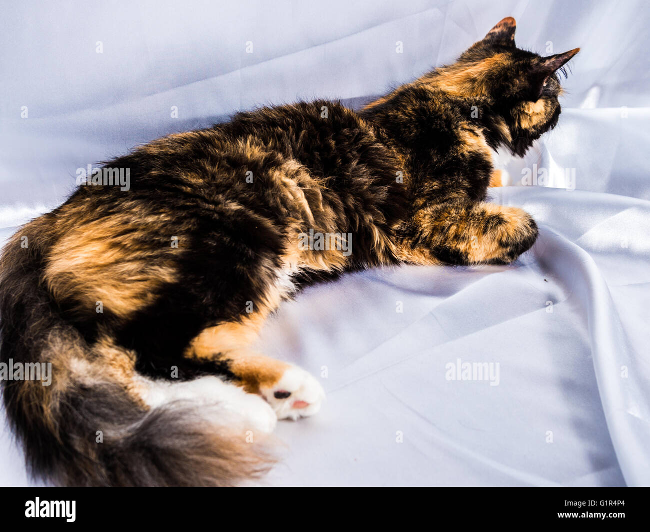 Drei Farben pelzigen Winter Cat weiße Seide Hintergrund Stockfoto
