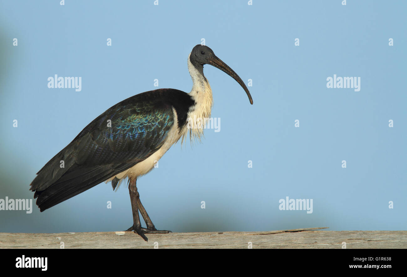 Ein Stroh-necked Ibis Threskiornis Spinicollis, zu Fuß entlang einer Holz-Zaun-Schiene im ländlichen Australien.   Foto Chris Ison. Stockfoto