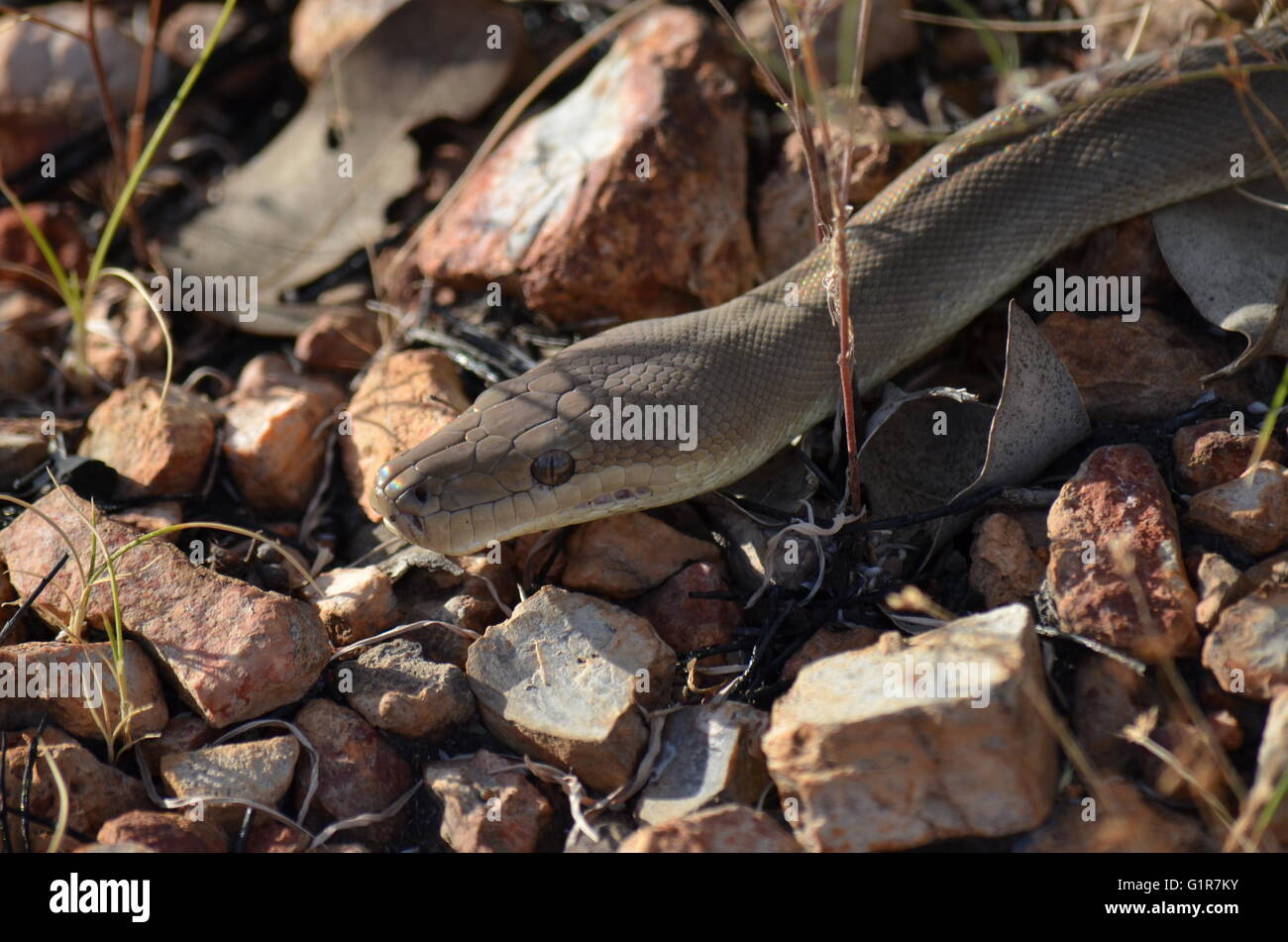 Rainbow Skalen eines australischen Olive Python, Liasis olivaeus, glänzen im Sonnenlicht im nördlichen Queensland Stockfoto