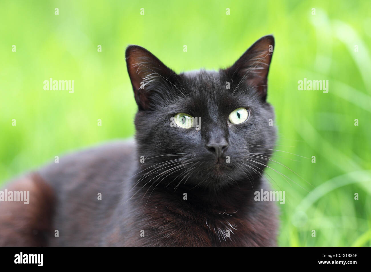 Schwarze Katze Stockfoto