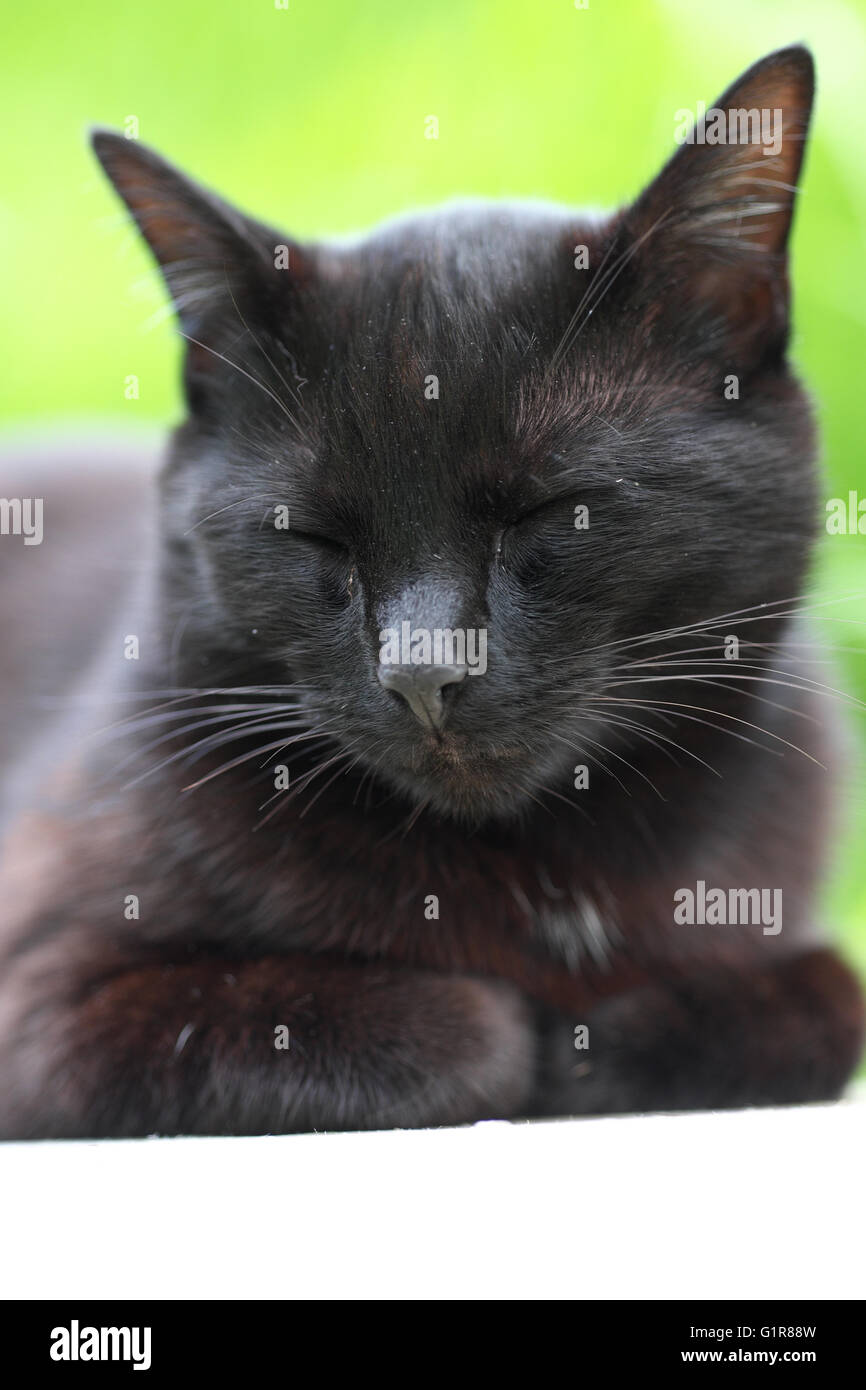 Schwarze Katze schläft im Garten Stockfoto