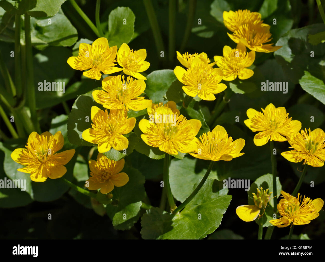 Marsh Marigold (Caltha Palustris Polypetala) Stockfoto