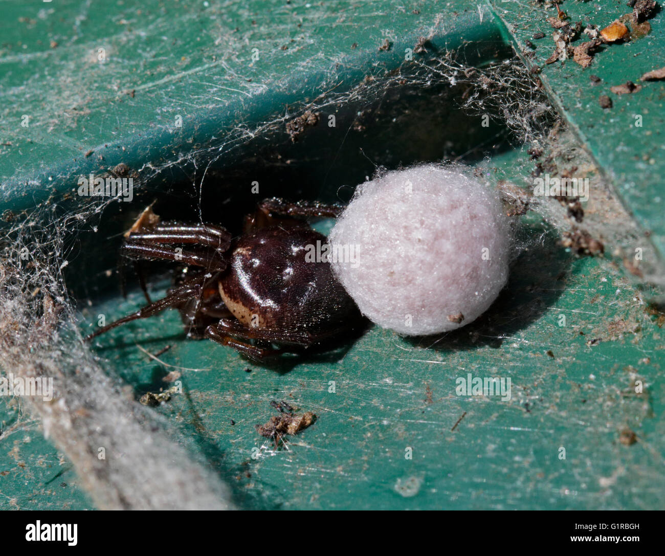 Spinne mit Ei Sac, UK Stockfoto