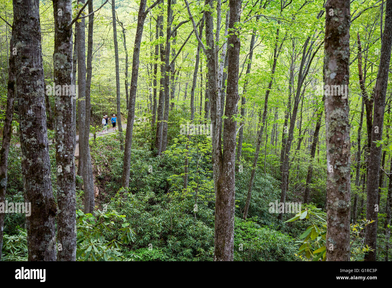 Great-Smoky-Mountains-Nationalpark, Tennessee - Wanderungen auf den Spuren von Laurel fällt. Stockfoto