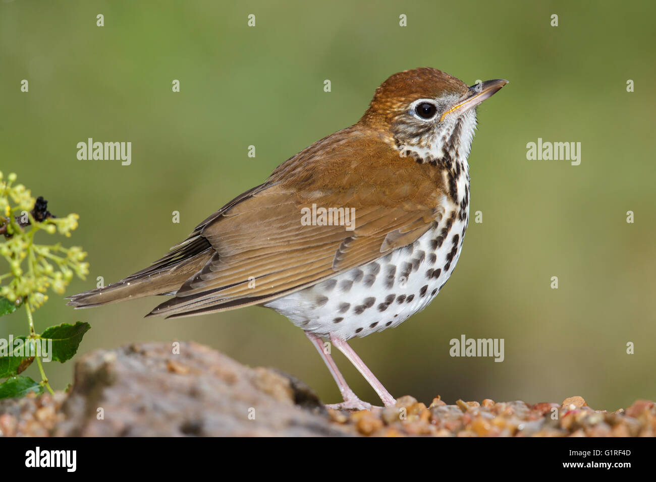 Erwachsenes Weibchen das Holz Thrush - Hylocichla Mustelina- Stockfoto