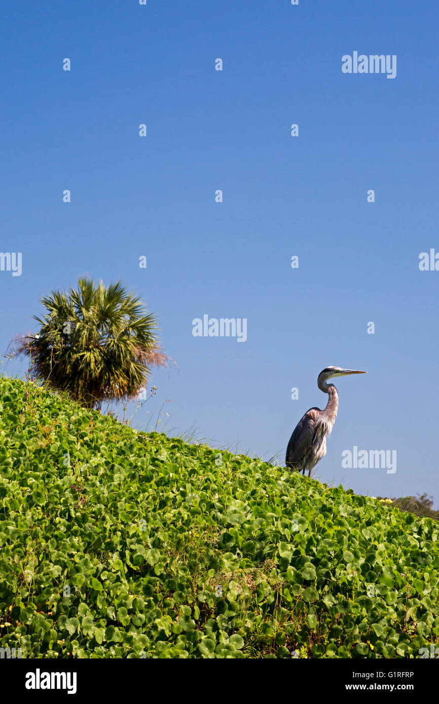 Savannah, Georgia - ein Great Blue Heron im Fort Pulaski National Monument. Stockfoto