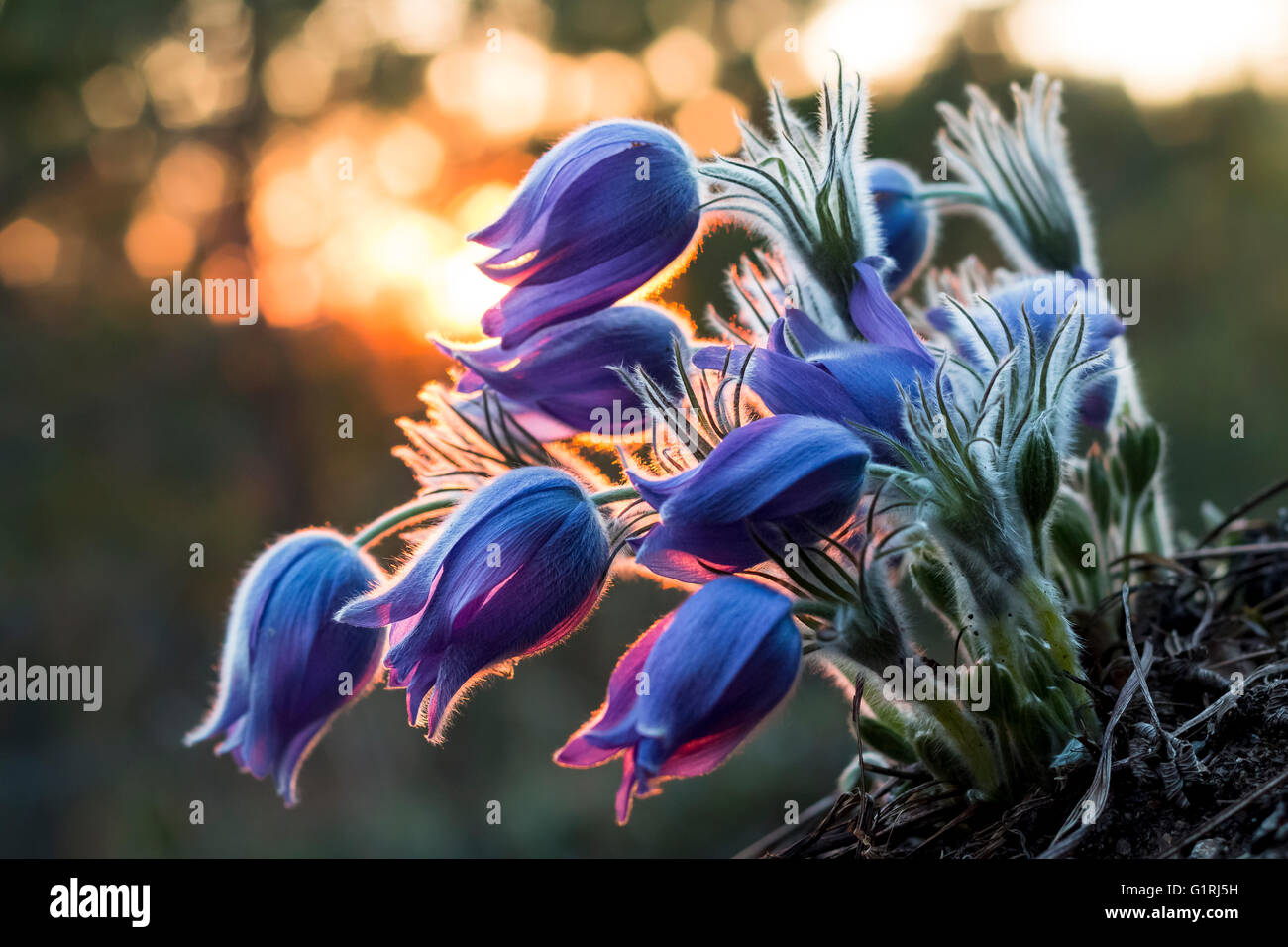 Östlichen Küchenschelle (Pulsatilla Patens) Stockfoto