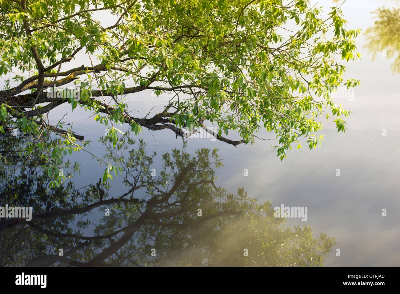 malerische Zweig der Weide mit jungen Frühling Blätter über dem Wasser des ruhigen Flusses Stockfoto