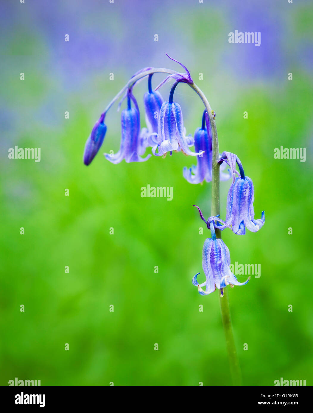 Glockenblumen. Stockfoto