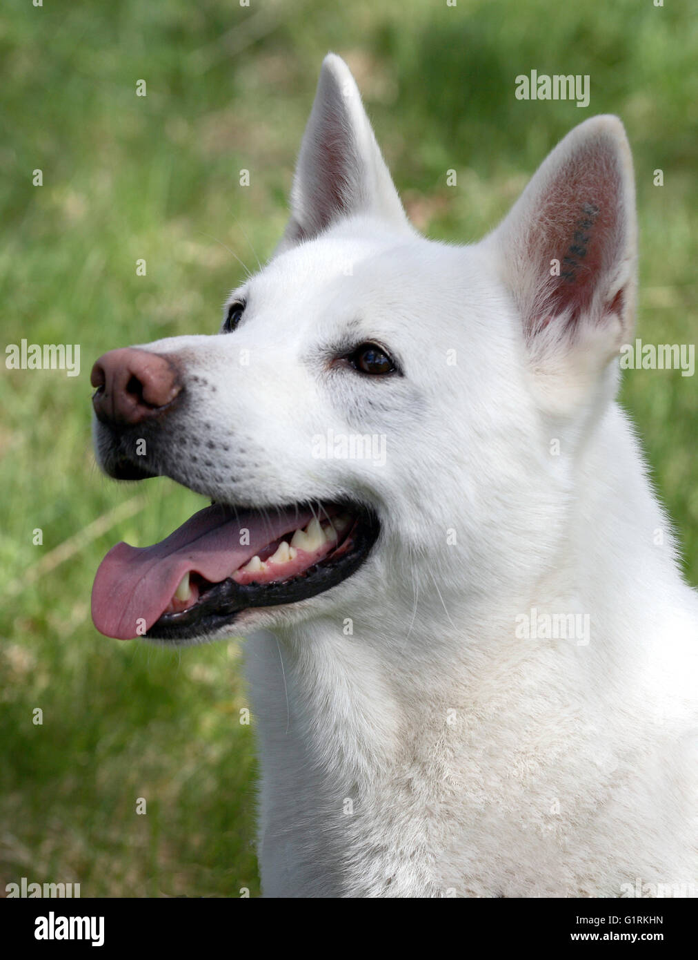 Schwedischer Elchhund weiß Stockfoto