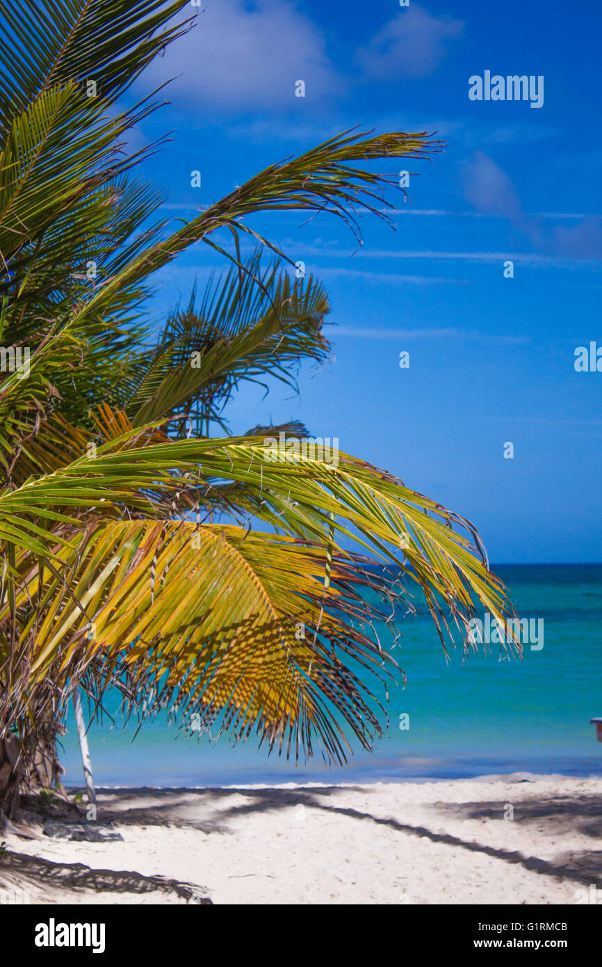 Palmen und blauem Himmel Paradies am Strand von Bavaro in Punta cana Stockfoto