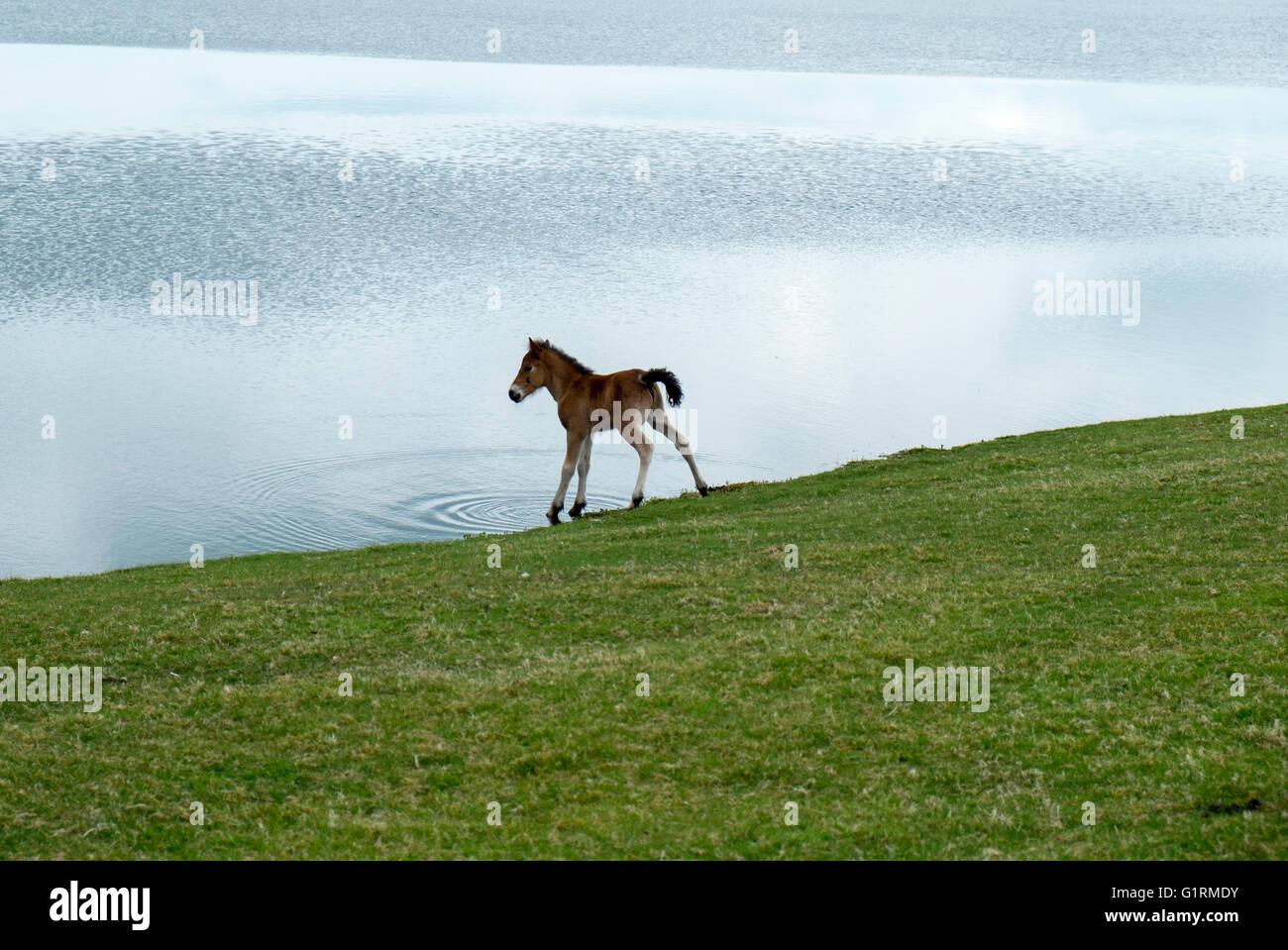 Fohlen, Füße in Wasser getaucht Stockfoto