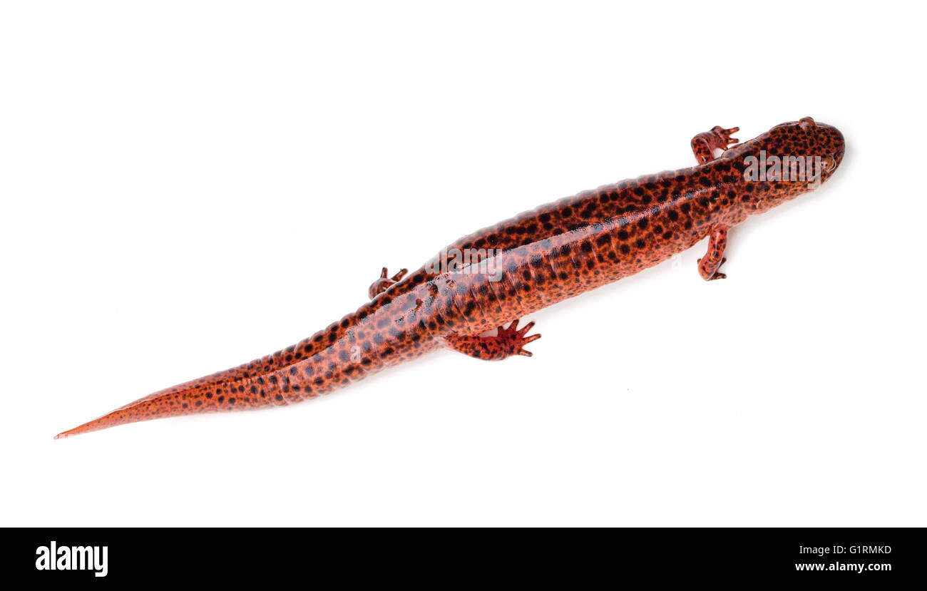 Roten Salamander (Pseudotriton Ruber) isoliert auf weißem Hintergrund Stockfoto