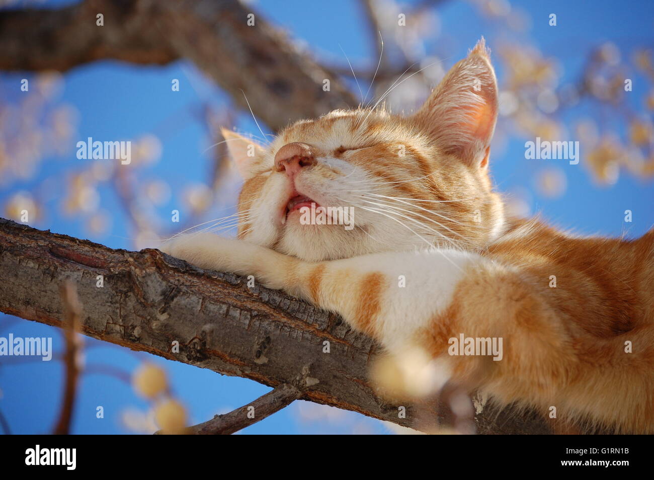 Gelbe Tabby catnapping auf einem Ast. Stockfoto