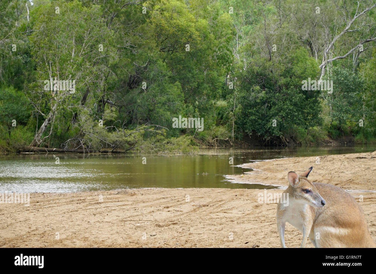Känguru am Bach in den australischen Busch Stockfoto