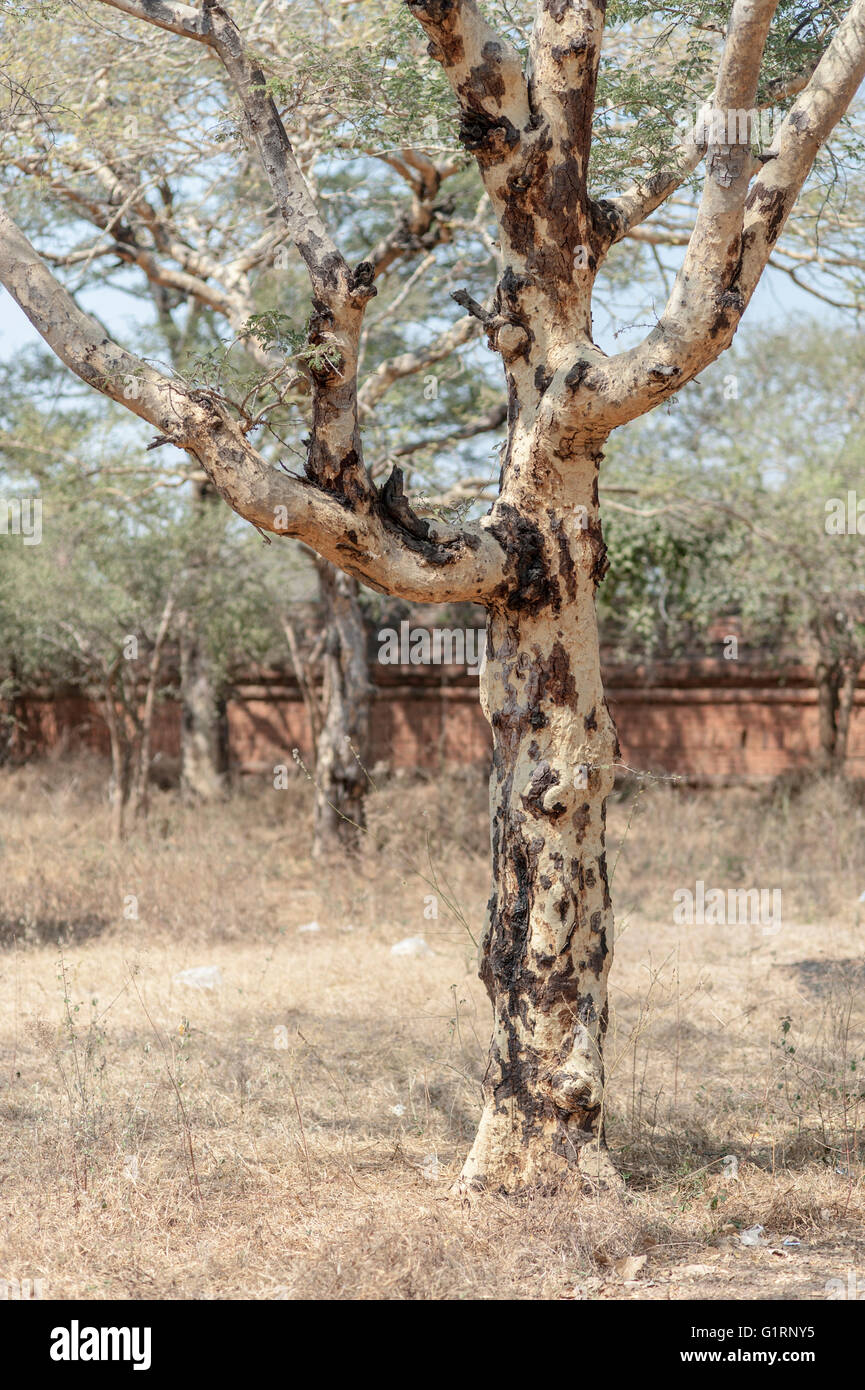 Baum-Detail in einer Wüste. Baum in Bagan. Asiatische Landschaft. Pagode im Hintergrund. Stockfoto