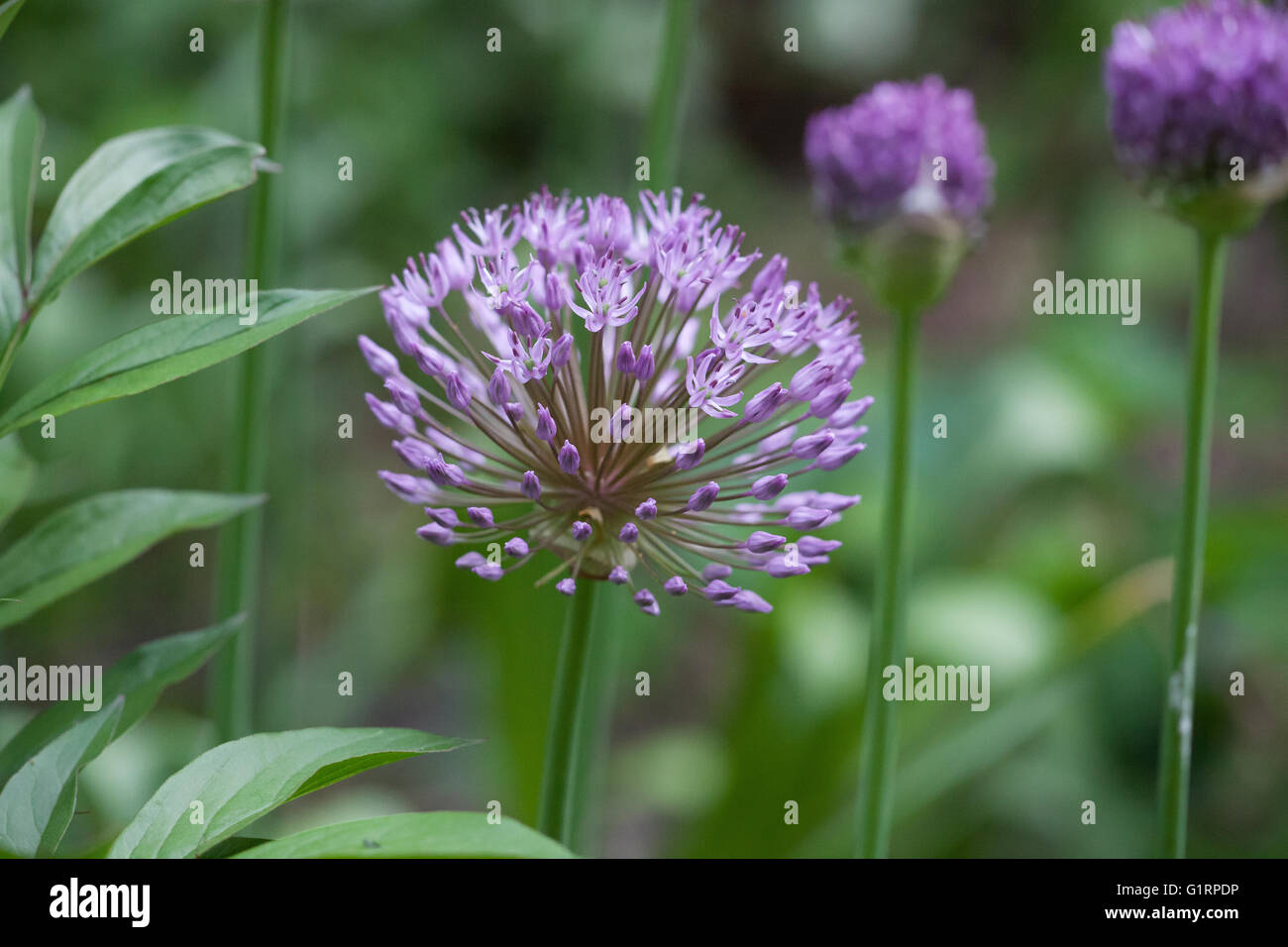 Allium purple giant seedhead Fotos und Bildmaterial in hoher