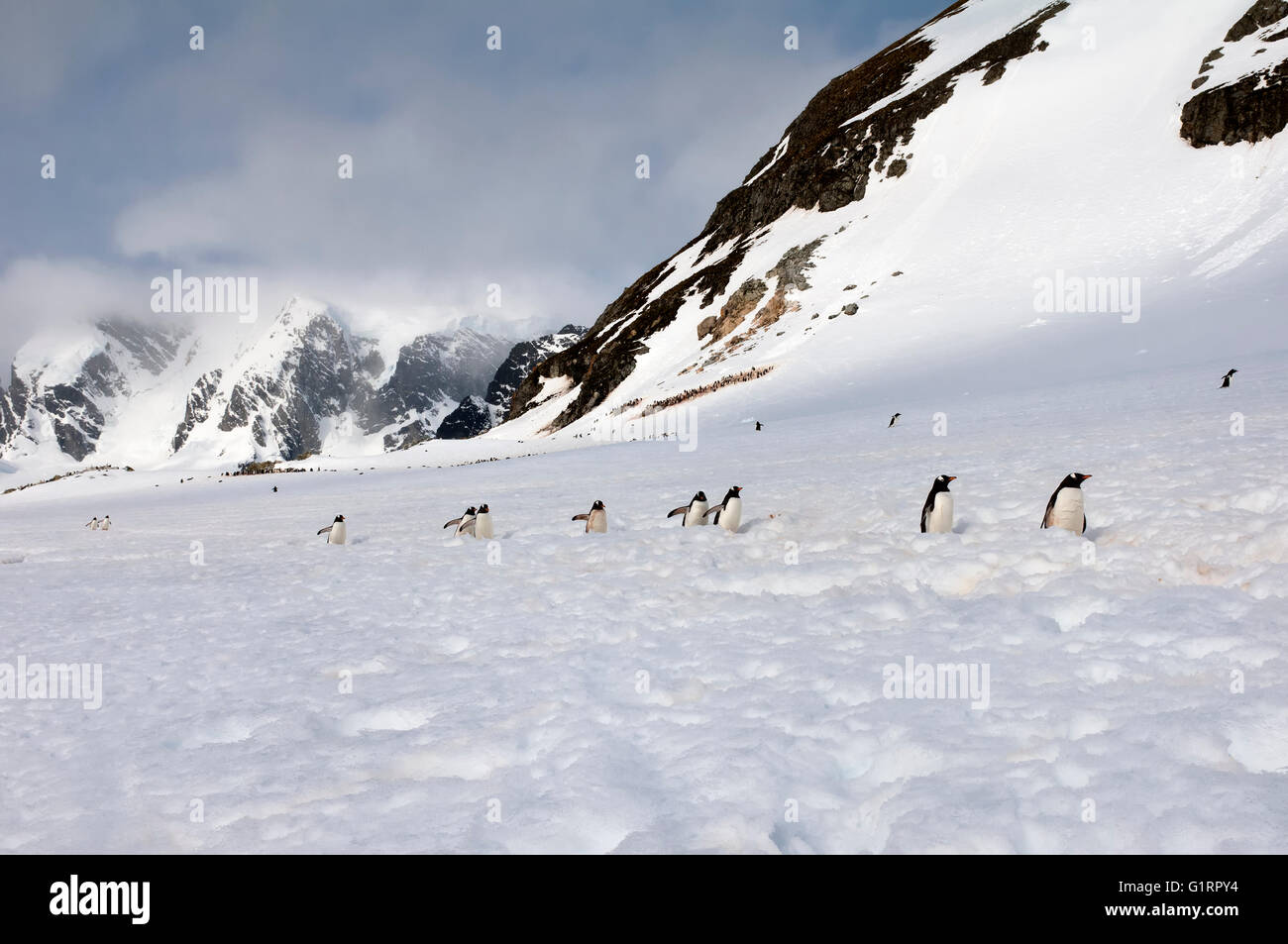 Gentoo Penguins (Pygoscelis Papua) Wandern im Tiefschnee, Cuverville Island, antarktische Halbinsel Stockfoto