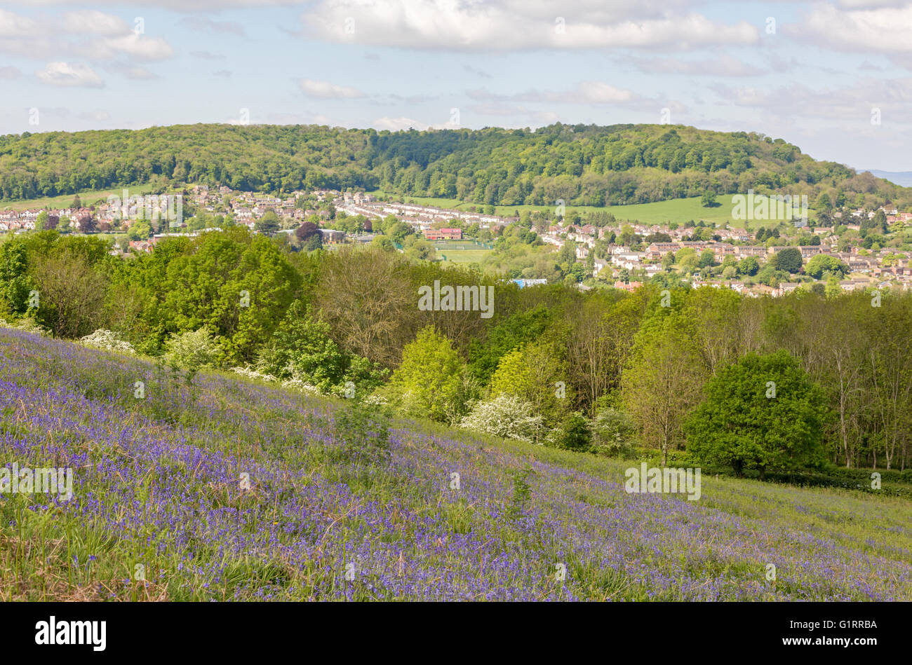 Glockenblumen auf erreichte unten Hügel mit Dursley und Stinchcombe Hill in der Ferne, die Cotswolds, Gloucestershire, England, UK Stockfoto