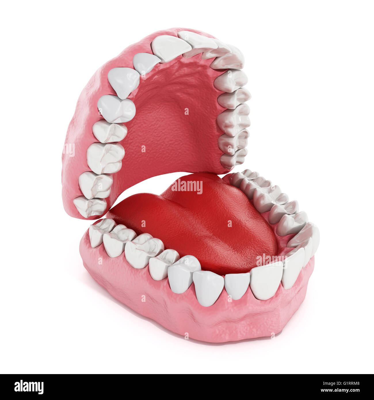 Künstliche Zähne und Lunge Modell isoliert auf weißem Hintergrund. 3D Illustration. Stockfoto
