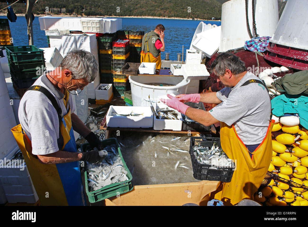 Fischer sortieren Fisch auf dem Boot in Rabac, Istrien, Kroatien. Stockfoto