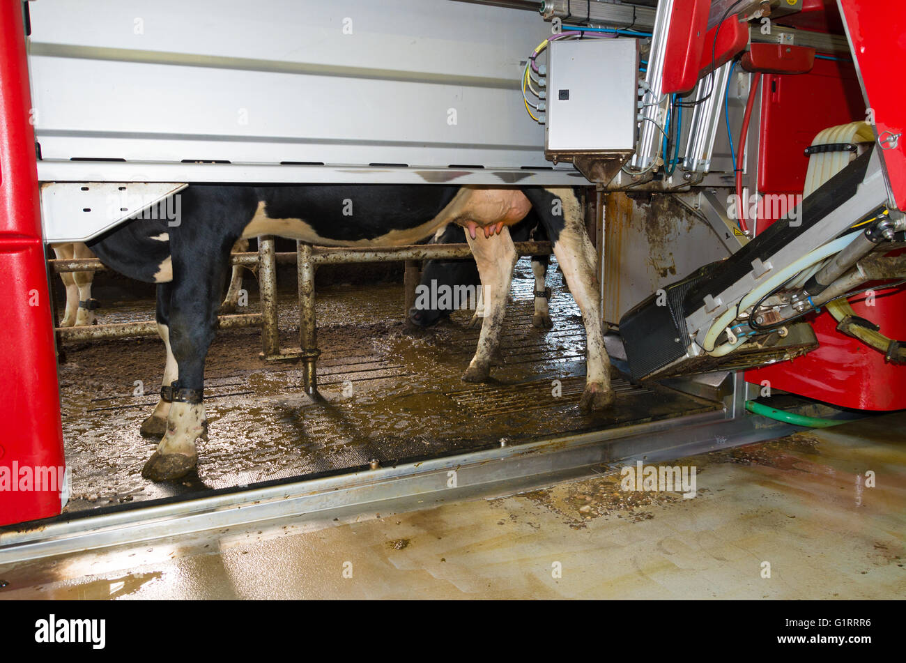 Kuh gemolken durch eine vollautomatische Melkroboter Stockfoto