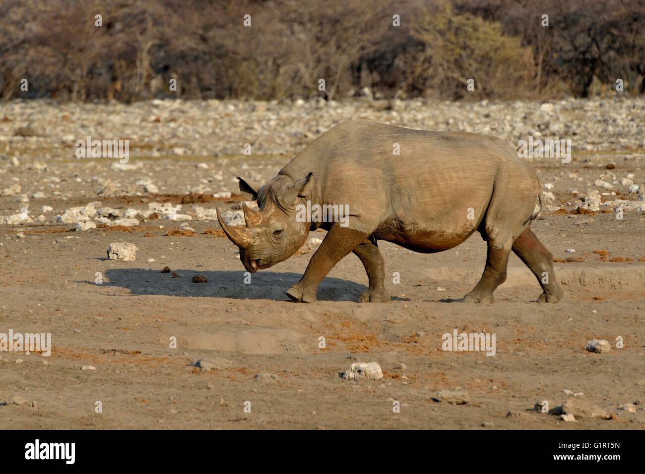 Haken-lippige Rhinoceros oder schwarze Nashorn (Diceros Bicornis), Chudop, Etosha Nationalpark, Namibia Stockfoto