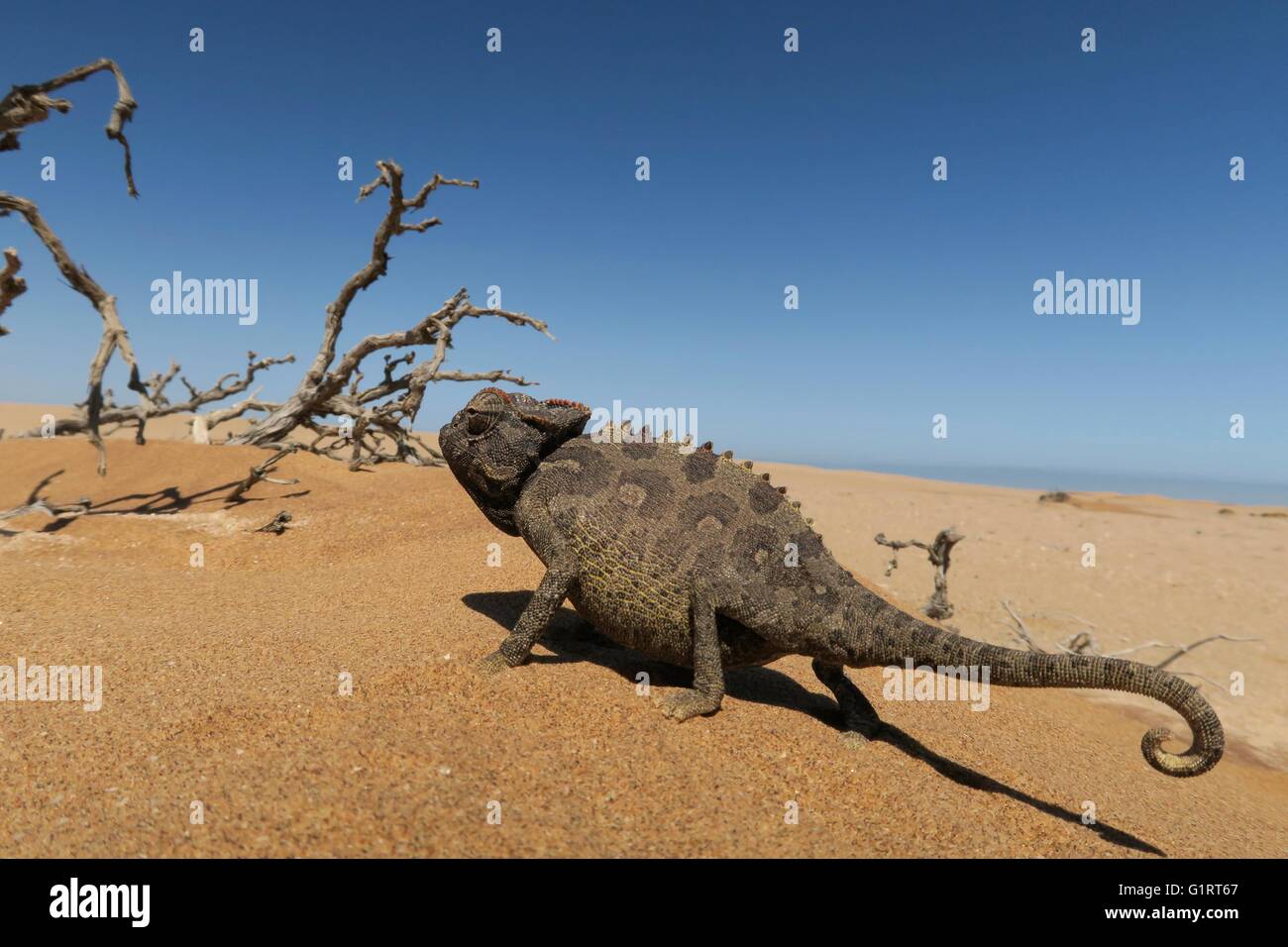 Namaqua Chamäleon (Chamaeleo Namaquensis), Namib-Wüste in Swakopmund, Namibia Stockfoto