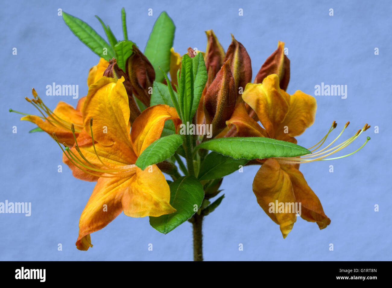 Orange Blumen eine Azalee (Azalee), Baden-Württemberg, Deutschland Stockfoto