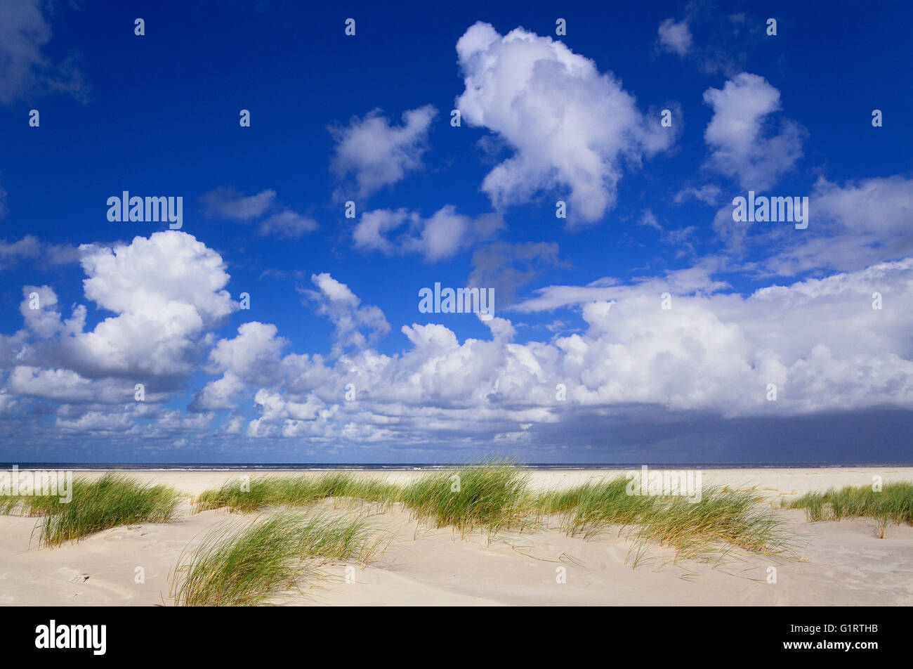 Küstendüne Landschaft der Nordsee-Insel Juist, Strand mit Strandhafer (Ammophila Arenaria), Osten Ostfriesischen Inseln Stockfoto