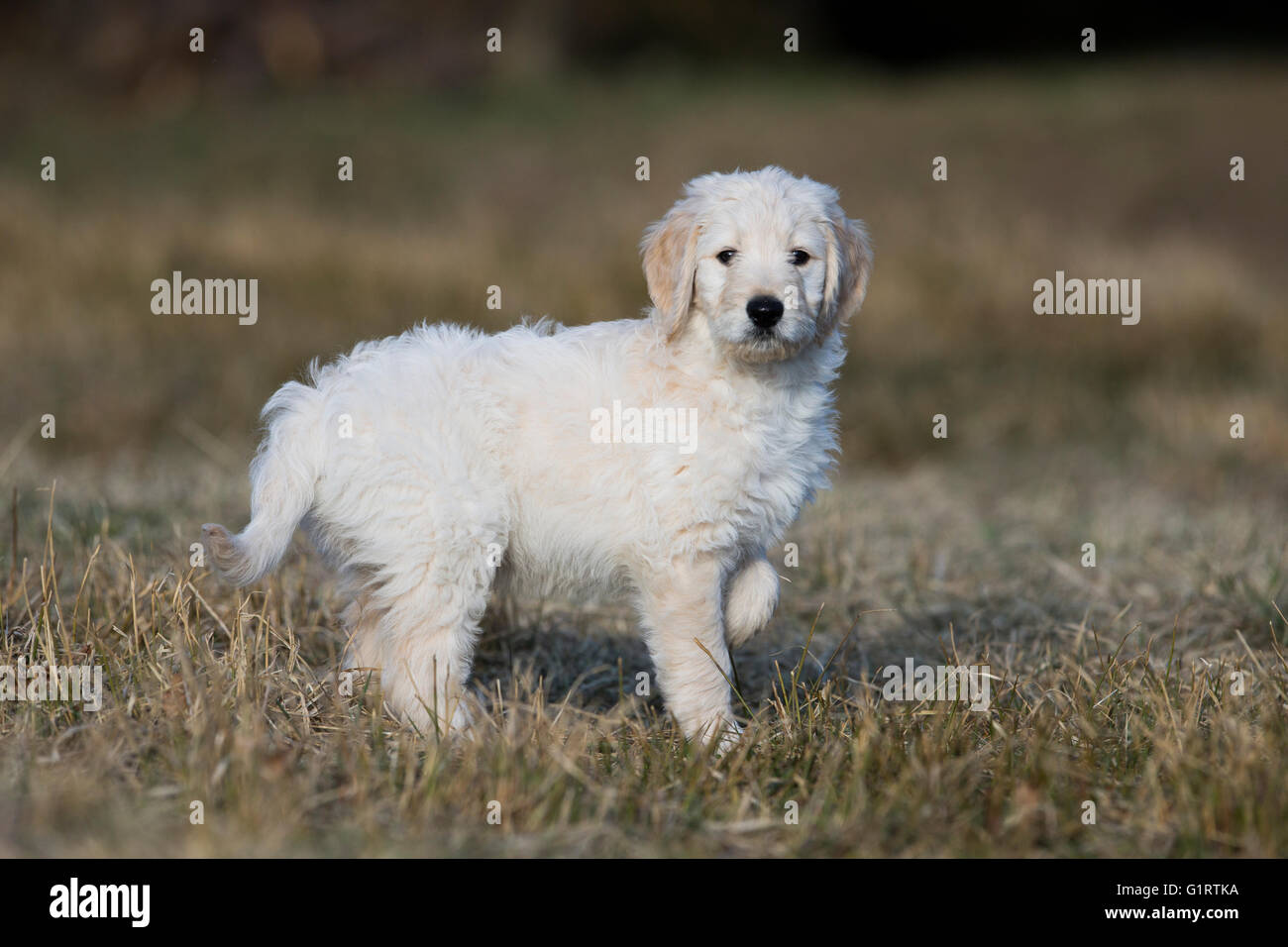 Goldendoodle auf der Wiese, Welpe, Hund Mischling, Tirol, Österreich Stockfoto