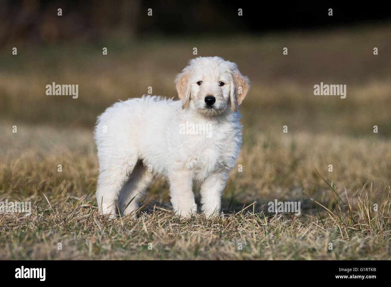 Goldendoodle auf der Wiese, Welpe, Hund Mischling, Tirol, Österreich Stockfoto