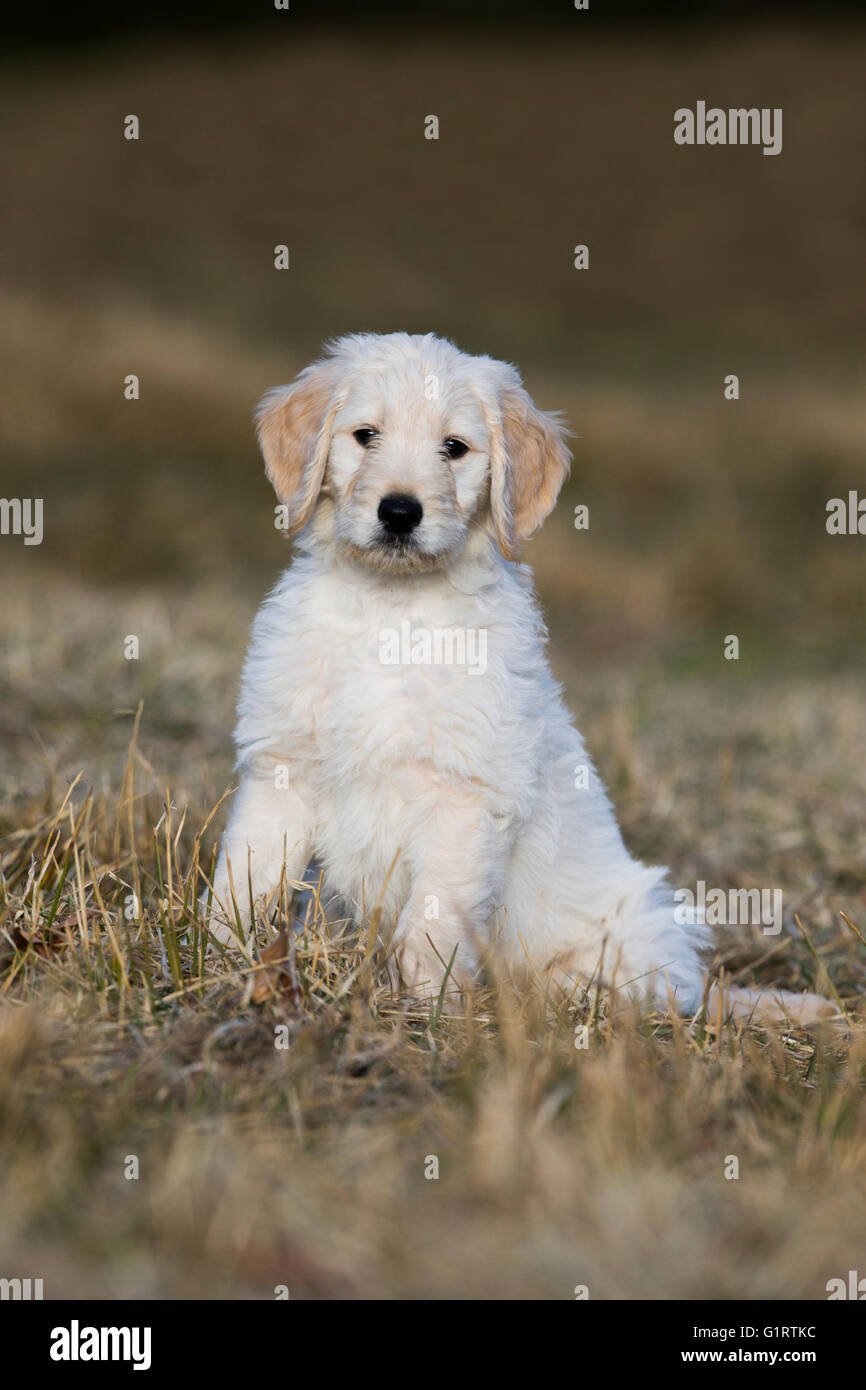 Goldendoodle sitzen auf der Wiese, Welpe, Hund kreuzen, Tirol, Österreich Stockfoto